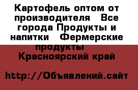 Картофель оптом от производителя - Все города Продукты и напитки » Фермерские продукты   . Красноярский край